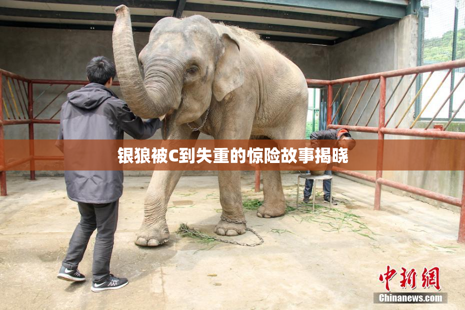 银狼被C到失重的惊险故事揭晓