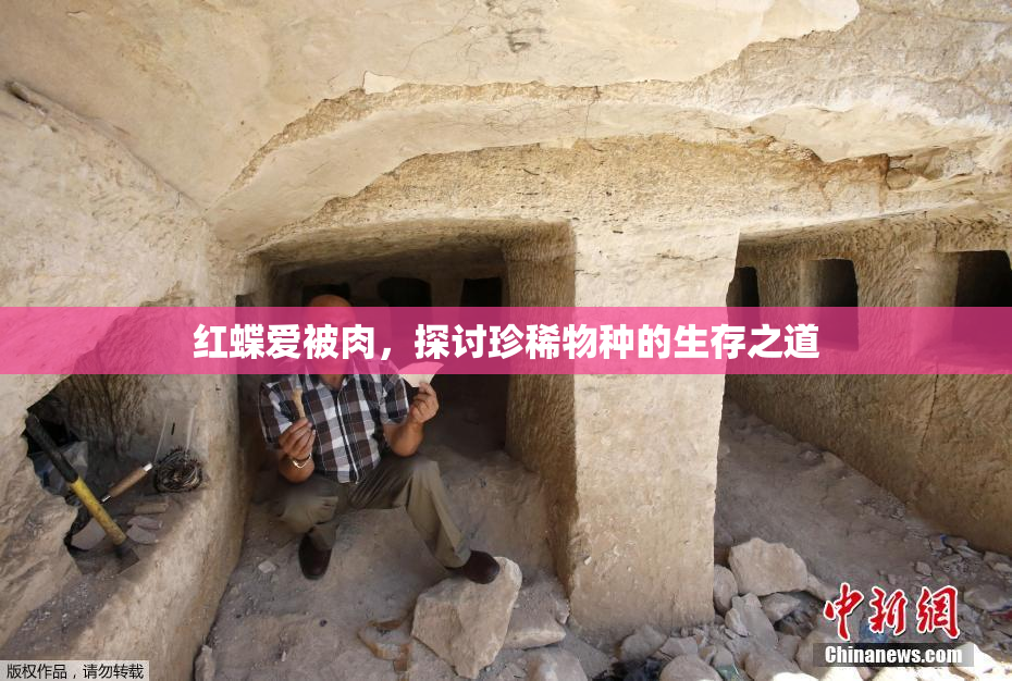 红蝶爱被肉，探讨珍稀物种的生存之道