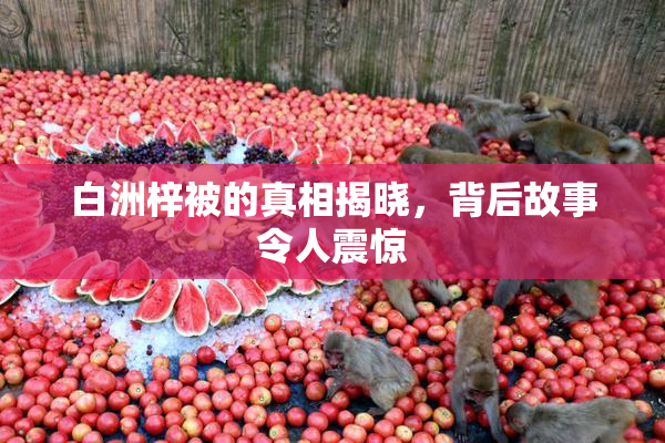 白洲梓被的真相揭晓，背后故事令人震惊