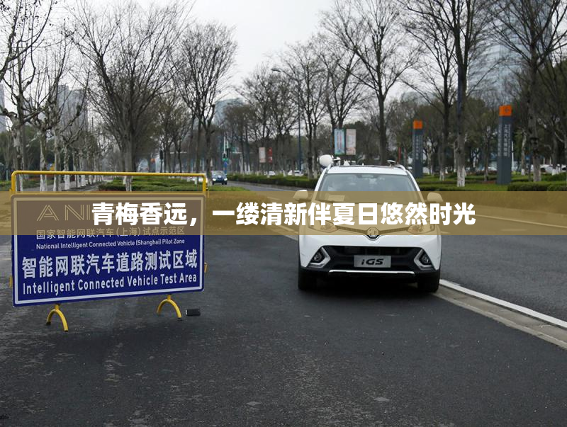 青梅香远，一缕清新伴夏日悠然时光
