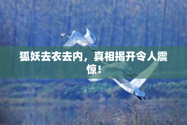 狐妖去衣去内，真相揭开令人震惊！
