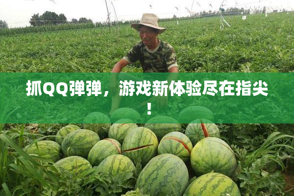 抓QQ弹弹，游戏新体验尽在指尖！