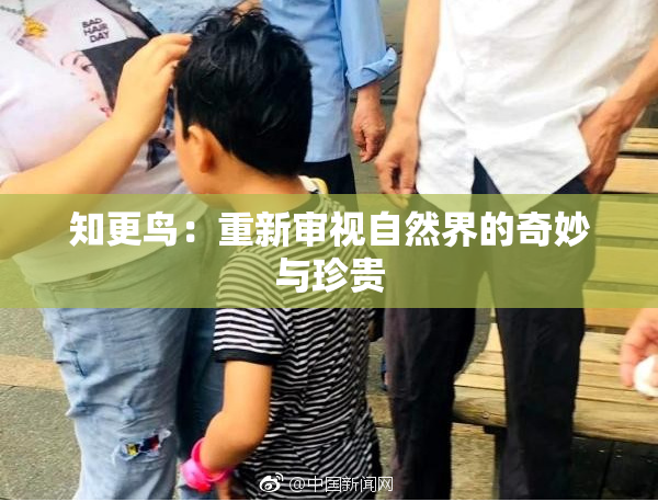 知更鸟：重新审视自然界的奇妙与珍贵