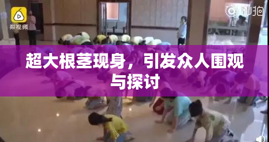 超大根茎现身，引发众人围观与探讨