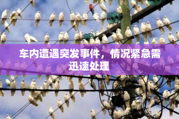 车内遭遇突发事件，情况紧急需迅速处理