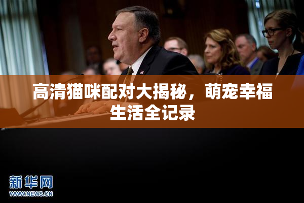 高清猫咪配对大揭秘，萌宠幸福生活全记录