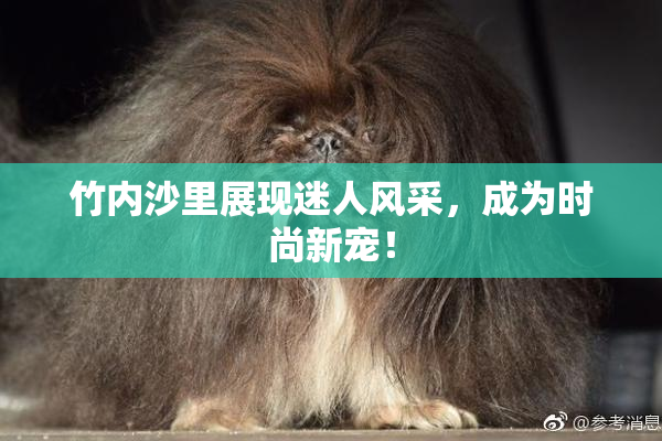竹内沙里展现迷人风采，成为时尚新宠！