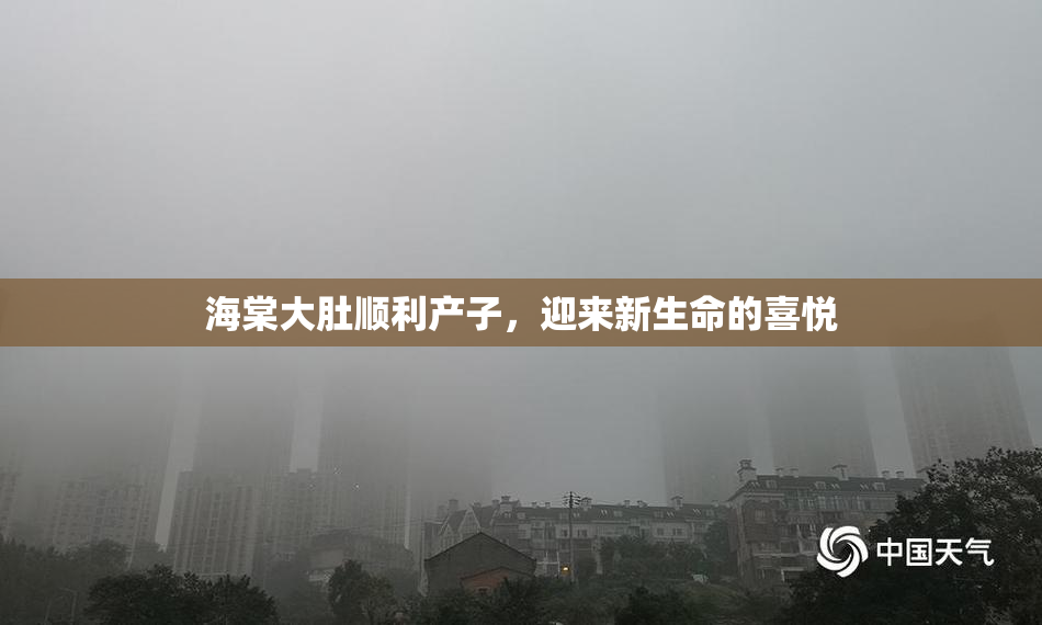 海棠大肚顺利产子，迎来新生命的喜悦