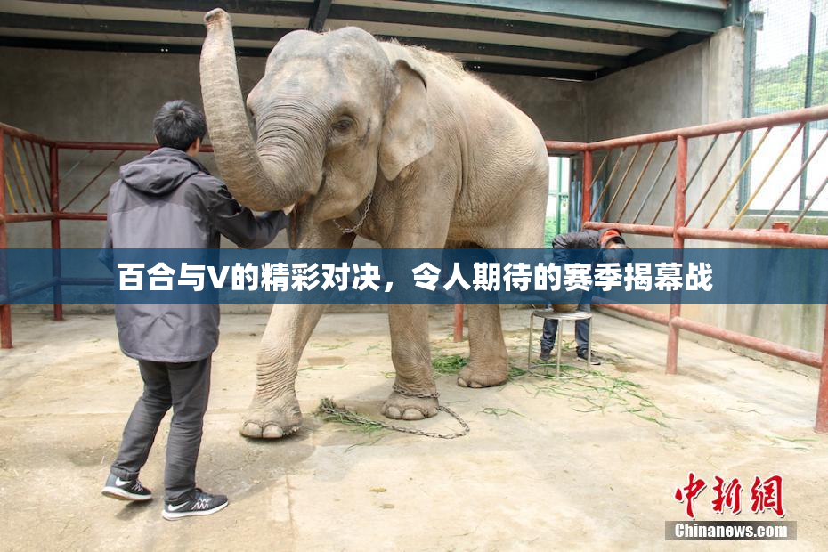 百合与V的精彩对决，令人期待的赛季揭幕战