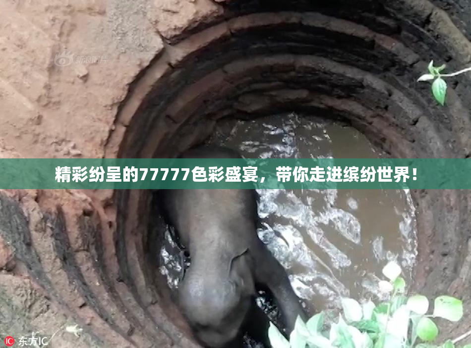 精彩纷呈的77777色彩盛宴，带你走进缤纷世界！
