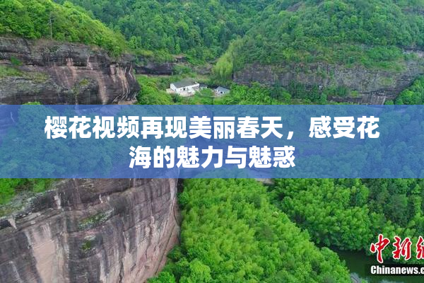 樱花视频再现美丽春天，感受花海的魅力与魅惑