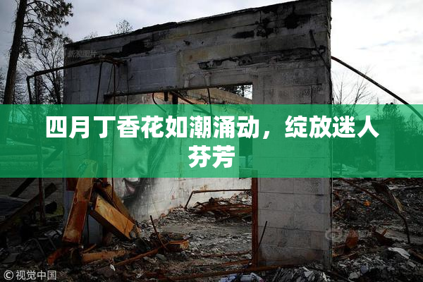 四月丁香花如潮涌动，绽放迷人芬芳
