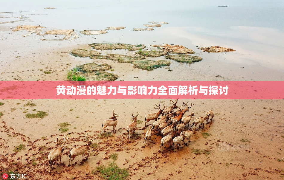 黄动漫的魅力与影响力全面解析与探讨