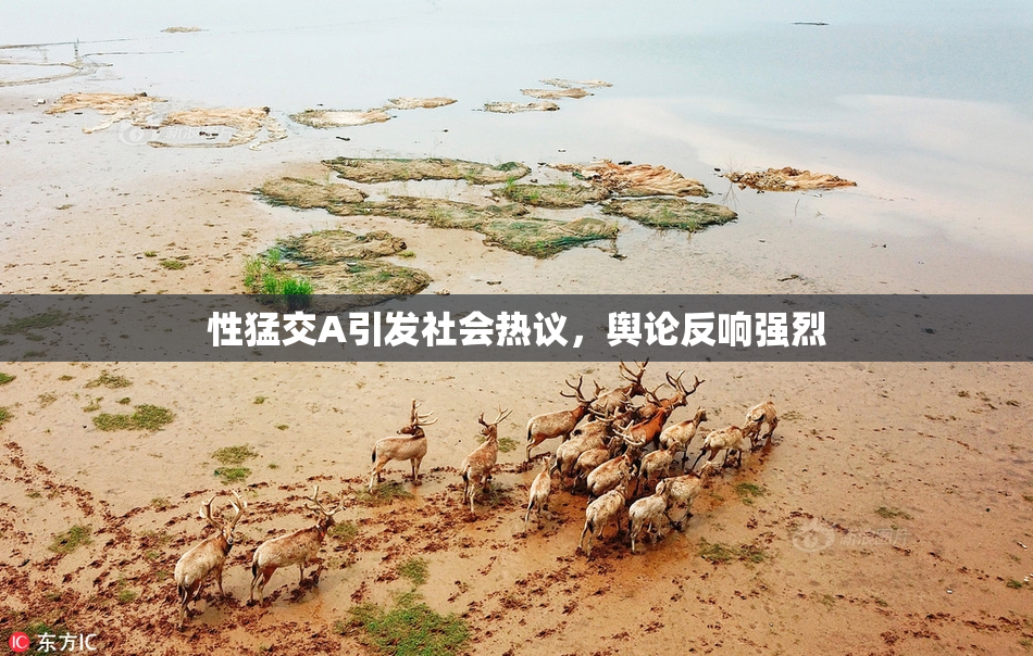 性猛交A引发社会热议，舆论反响强烈