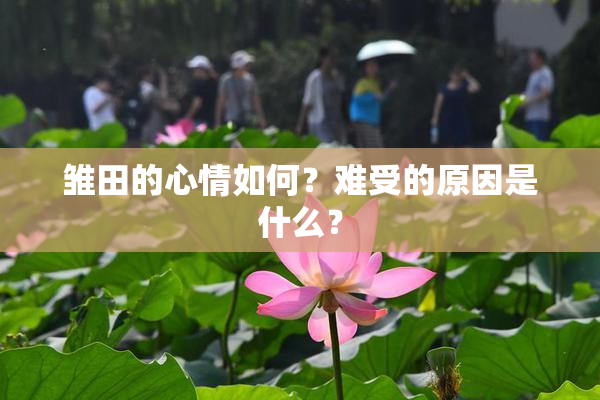 雏田的心情如何？难受的原因是什么？