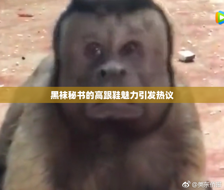 黑袜秘书的高跟鞋魅力引发热议