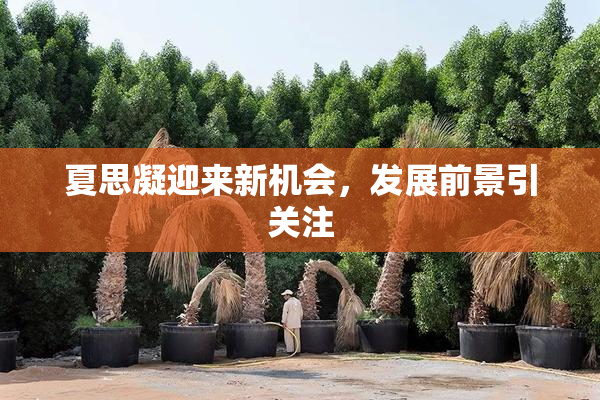 夏思凝迎来新机会，发展前景引关注