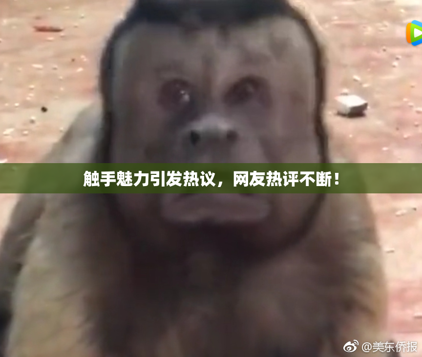 触手魅力引发热议，网友热评不断！