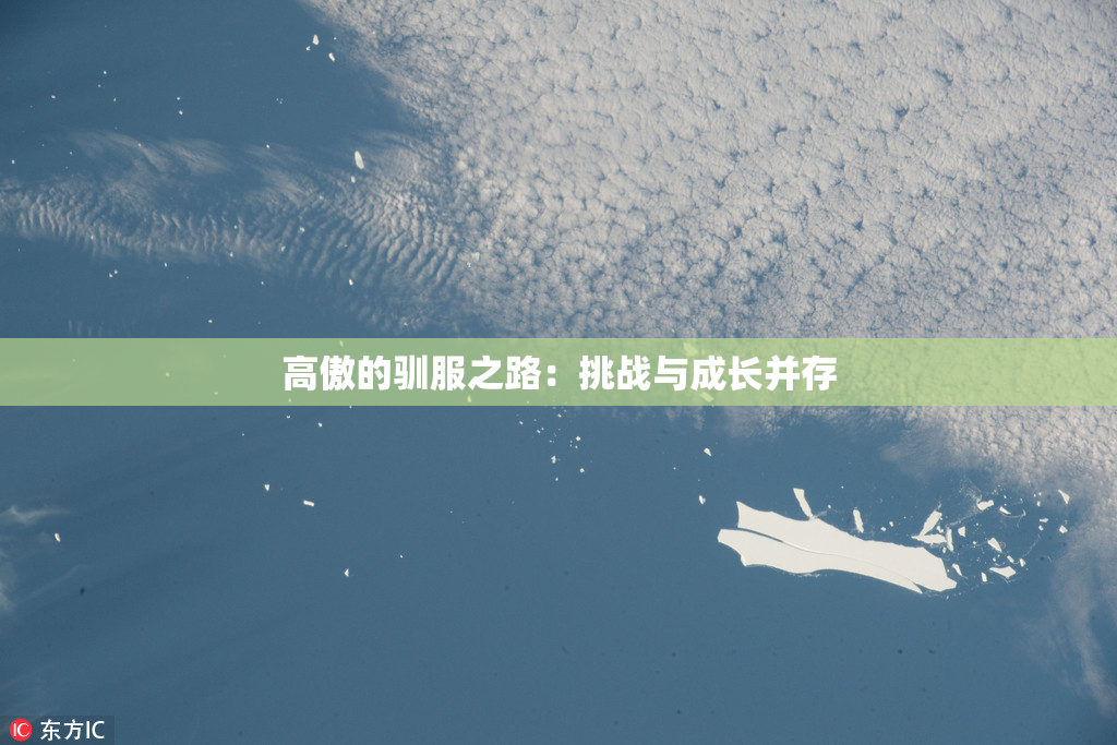 高傲的驯服之路：挑战与成长并存