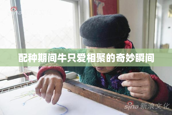 配种期间牛只爱相聚的奇妙瞬间
