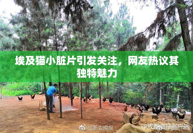 埃及猫小脏片引发关注，网友热议其独特魅力