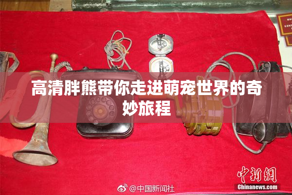 高清胖熊带你走进萌宠世界的奇妙旅程