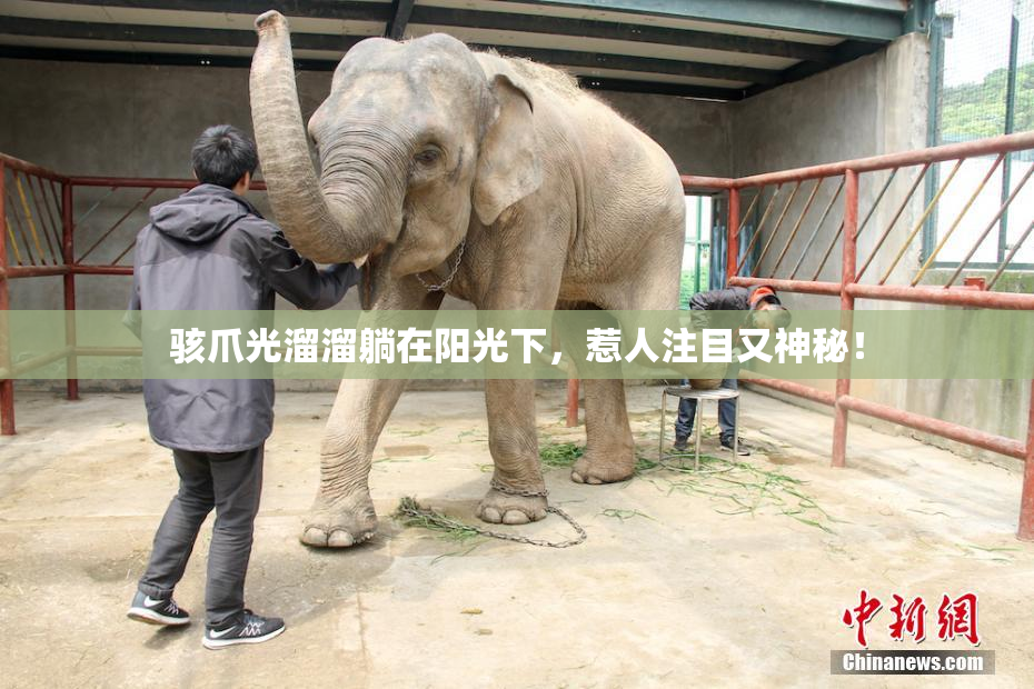 骇爪光溜溜躺在阳光下，惹人注目又神秘！