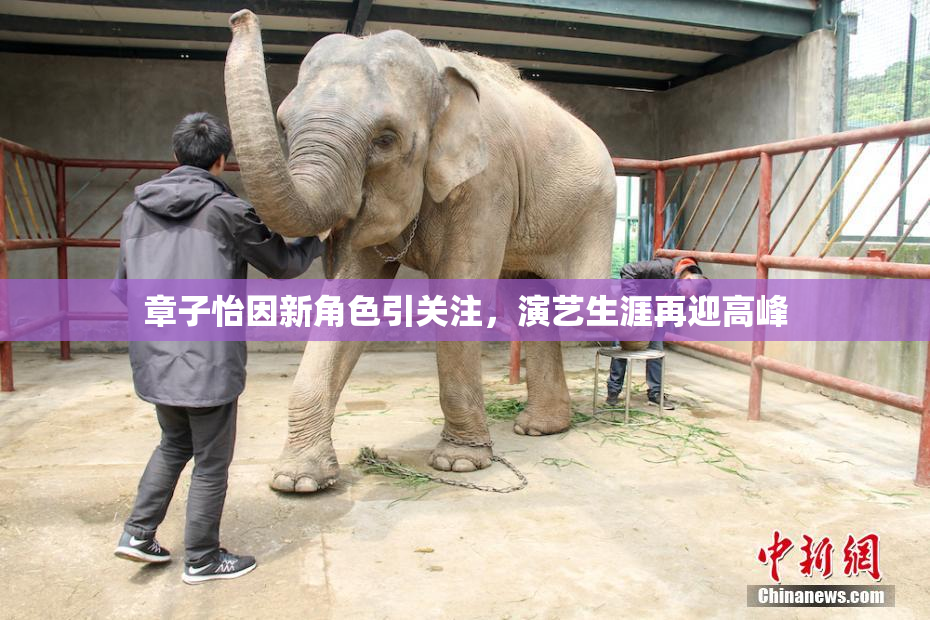 章子怡因新角色引关注，演艺生涯再迎高峰