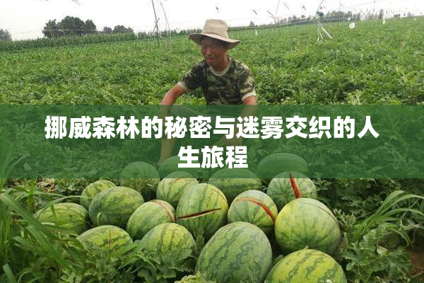 挪威森林的秘密与迷雾交织的人生旅程