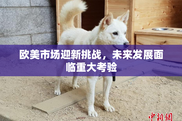 欧美市场迎新挑战，未来发展面临重大考验