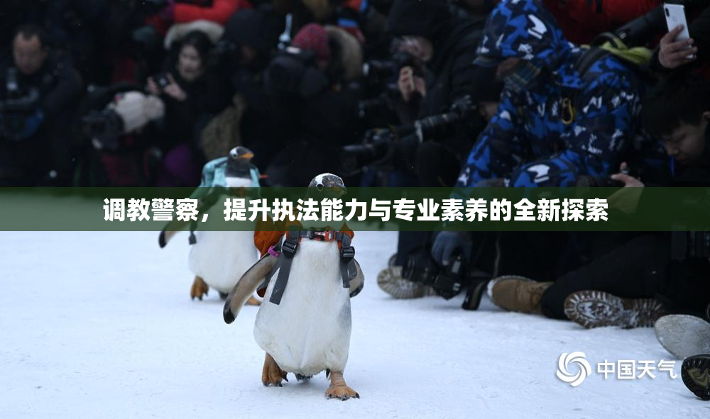 调教警察，提升执法能力与专业素养的全新探索