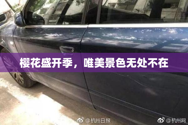 樱花盛开季，唯美景色无处不在