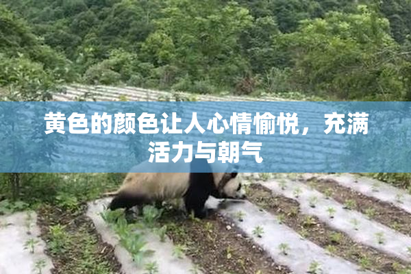 黄色的颜色让人心情愉悦，充满活力与朝气