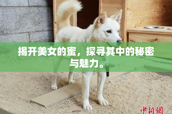 揭开美女的蜜，探寻其中的秘密与魅力。