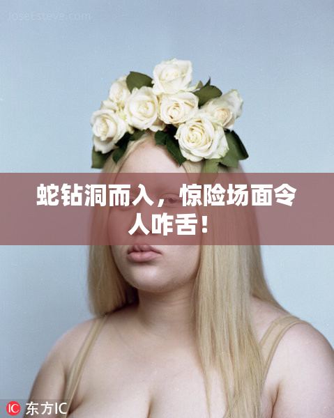 蛇钻洞而入，惊险场面令人咋舌！