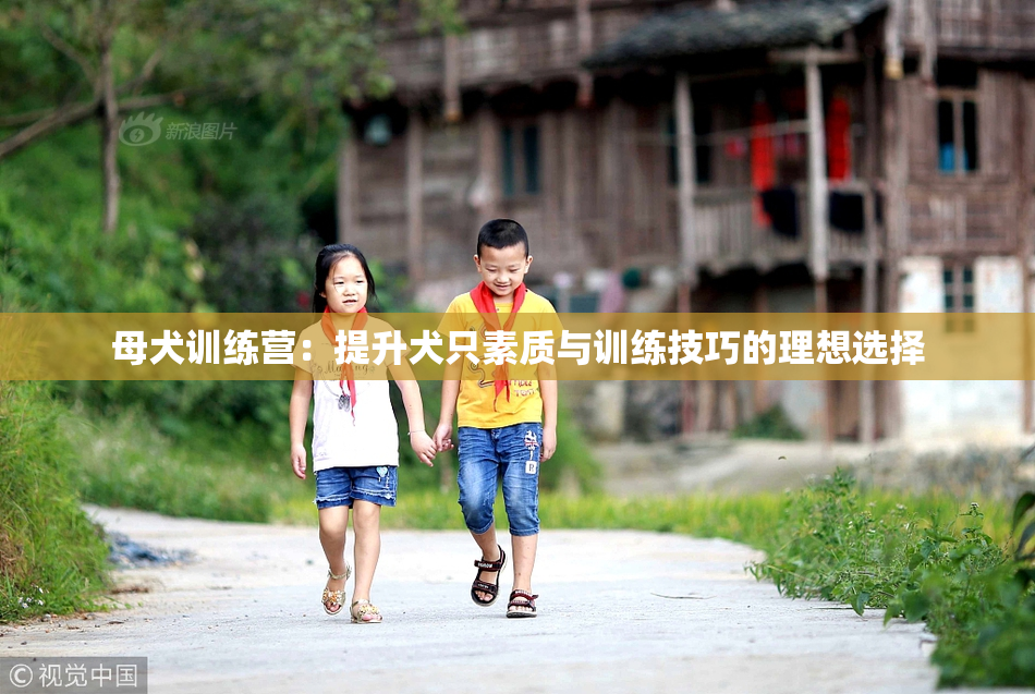 母犬训练营：提升犬只素质与训练技巧的理想选择