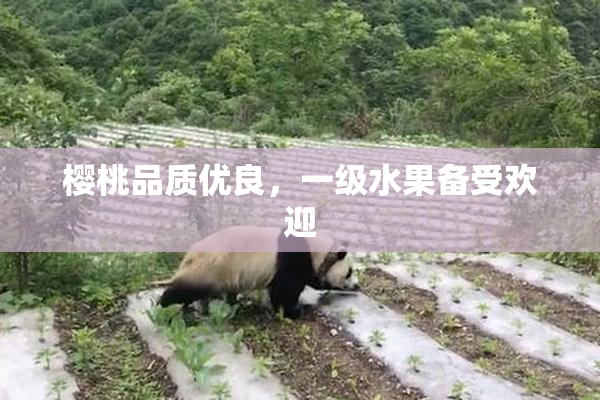 樱桃品质优良，一级水果备受欢迎
