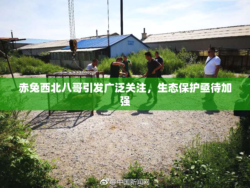 赤兔西北八哥引发广泛关注，生态保护亟待加强