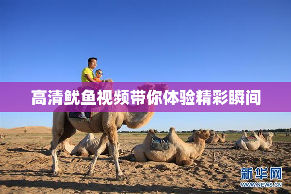 高清鱿鱼视频带你体验精彩瞬间