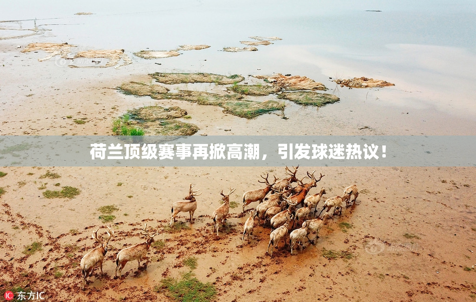 荷兰顶级赛事再掀高潮，引发球迷热议！