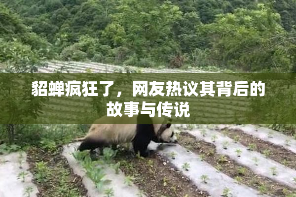貂蝉疯狂了，网友热议其背后的故事与传说