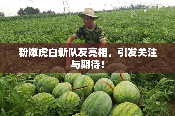 粉嫩虎白新队友亮相，引发关注与期待！