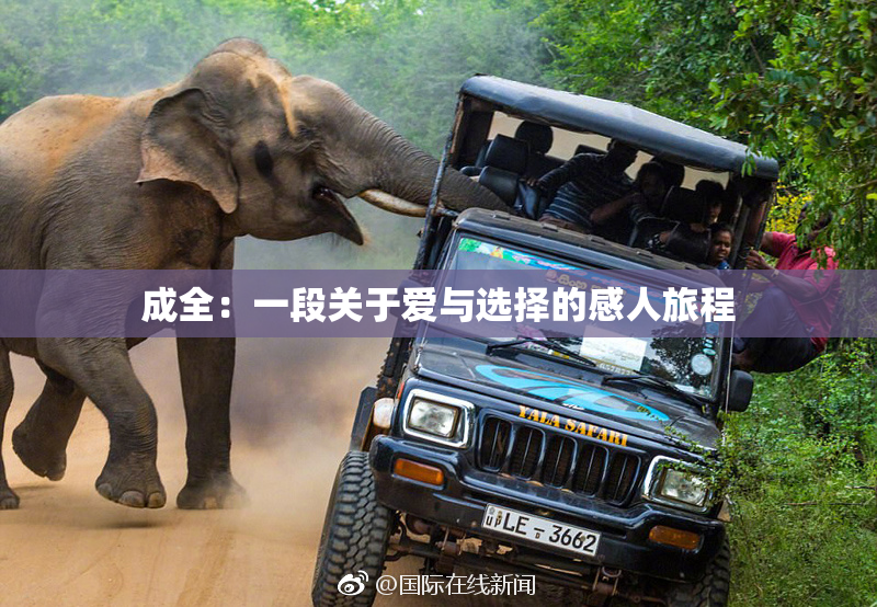 成全：一段关于爱与选择的感人旅程