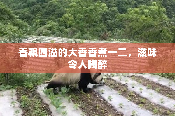 香飘四溢的大香香煮一二，滋味令人陶醉
