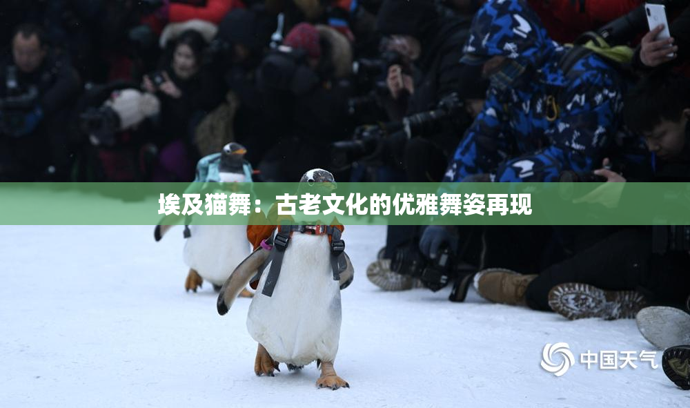 埃及猫舞：古老文化的优雅舞姿再现