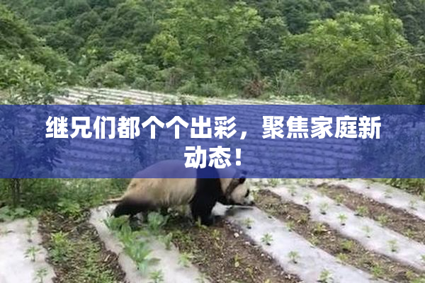 继兄们都个个出彩，聚焦家庭新动态！