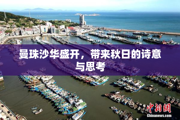曼珠沙华盛开，带来秋日的诗意与思考