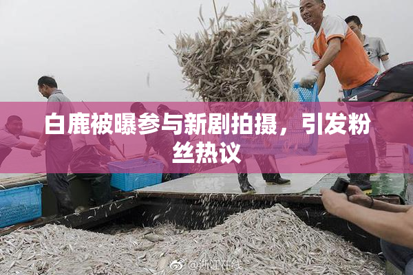 白鹿被曝参与新剧拍摄，引发粉丝热议