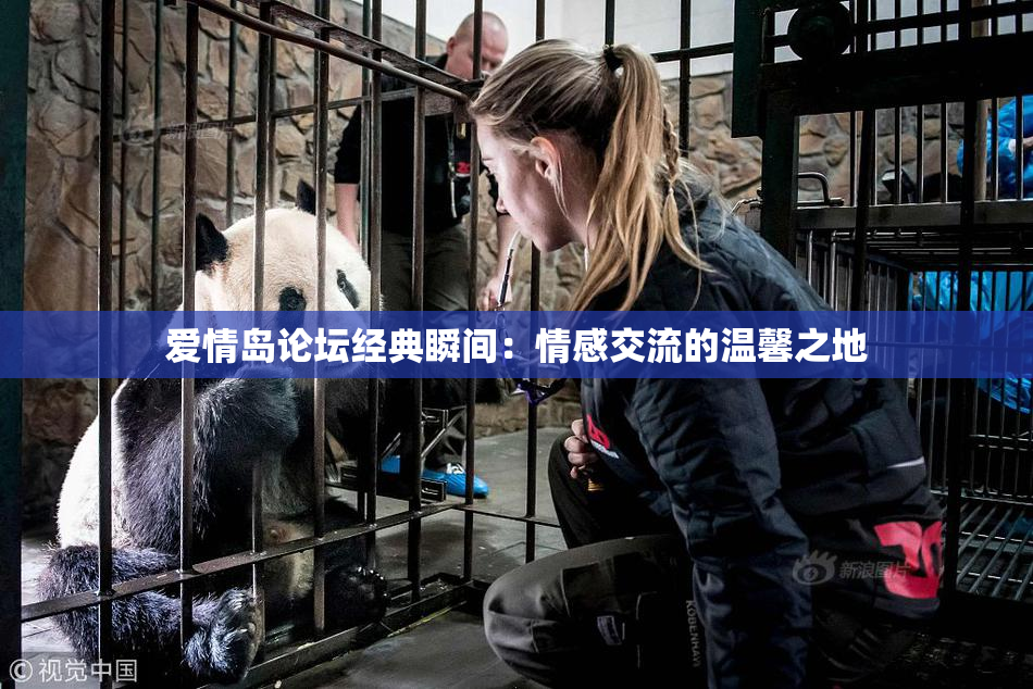 爱情岛论坛经典瞬间：情感交流的温馨之地