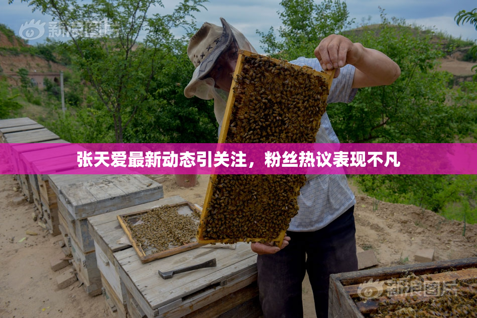 张天爱最新动态引关注，粉丝热议表现不凡